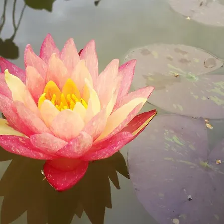 La Quiete Aparthotel Alba (Piedmont)