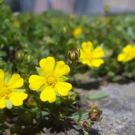 Aparthotel La Quiete