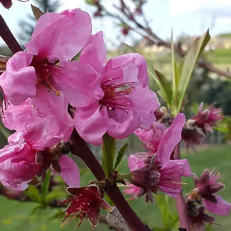 Aparthotel La Quiete 3*